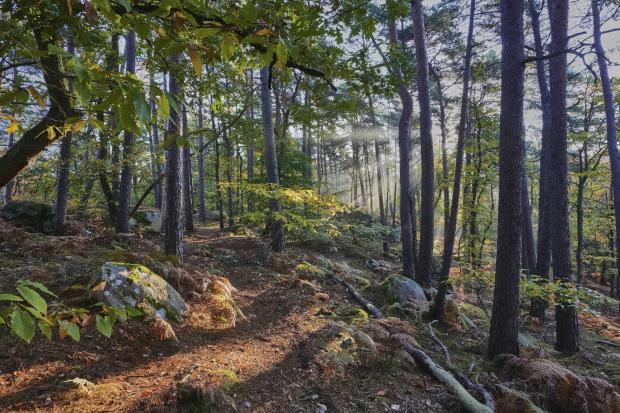 Forêt de Fontainebleau