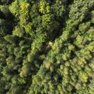 Bois de Doue en Seine-et-Marne