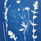 Cyanotype