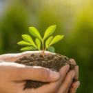 Des mains portent une plante et de la terre