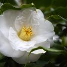 Fleur blanche
