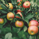 des pommes sur un feuillage de branches