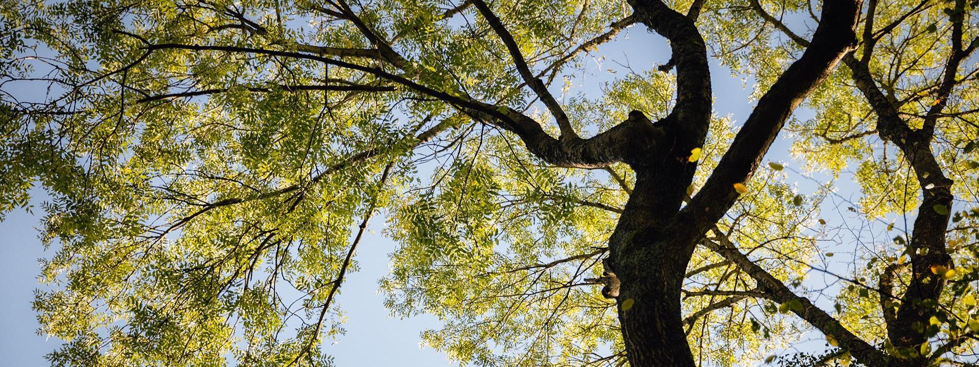 Arbre à la butte de Montassis