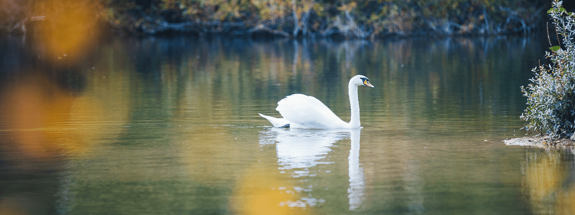 Cygne sur un étang au parc de Livry