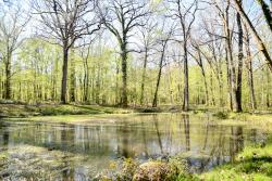 mare bois de la rochette 