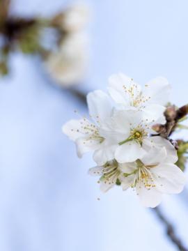 Fleurs blanches de printemps