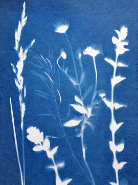 Cyanotype