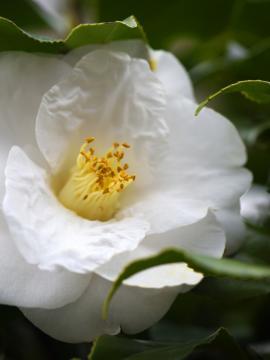 Fleur blanche
