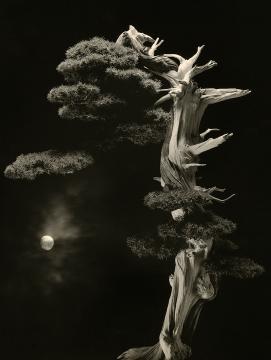 Une oeuvre photographique de Masao Yamamoto 