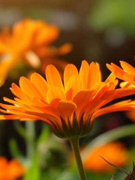 Fleurs oranges