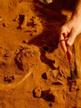 des fouilles archéologiques révélant des ossements dans du sable