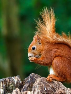 Un écureuil roux sur un arbre