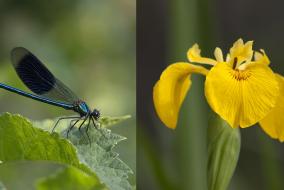 Libellule et fleur