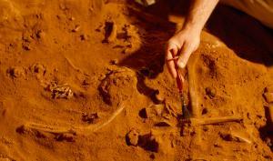 des fouilles archéologiques révélant des ossements dans du sable