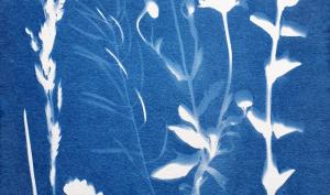Cyanotype