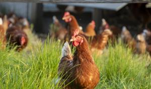 Une poule dans un champs