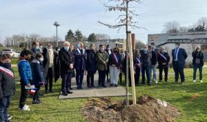 Un arbre planté au collège André Malraux de Montereau