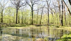 mare bois de la rochette 