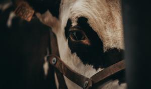 Vache