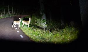 animaux sur la route