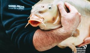 rempoissonnement canal du Loing