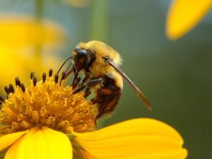 Une abeille butine une fleur jaune