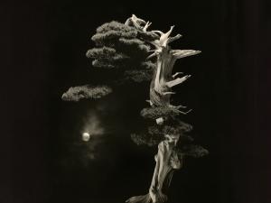 Une oeuvre photographique de Masao Yamamoto 