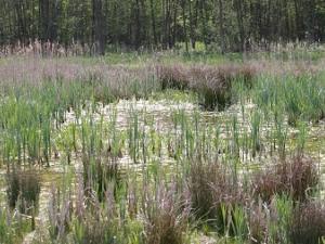 espace naturel sensible - La fray-re du Marais