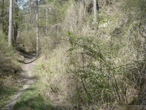 Espace naturel sensible Le bois des Palis