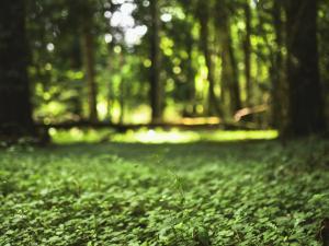 Bois de Doue en Seine-et-Marne
