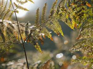 feuillage au bois de la Rochette