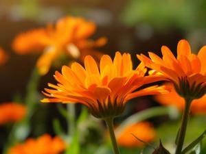 Fleurs oranges