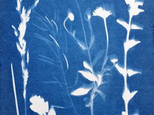 Cyanotype