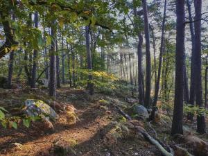 Forêt de Fontainebleau