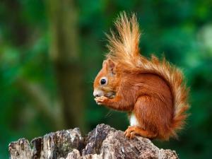 Un écureuil roux sur un arbre