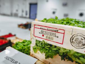 Salade provenant de l'agriculture locale