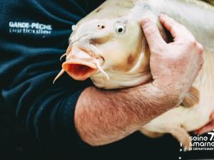 rempoissonnement canal du Loing