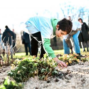 Un collégien plante des végétaux