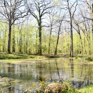 mare bois de la rochette
