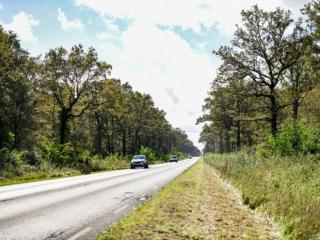 animaux sur la route
