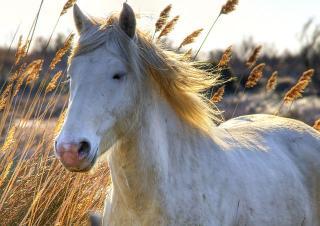 cheval blanc en liberté