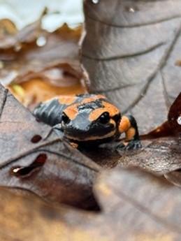 animaux sur la route