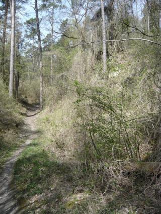 Espace naturel sensible - Le bois des Palis