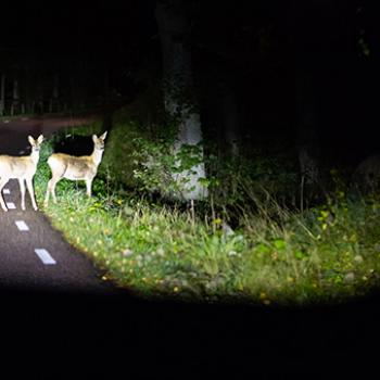 animaux sur la route