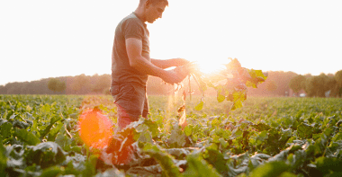 producteur de betteraves dans un champ