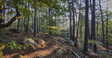 Forêt de Fontainebleau