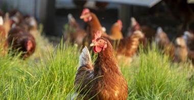 Une poule dans un champs