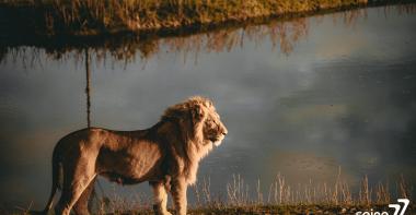 Un lion à Lumigny Safari Réserve