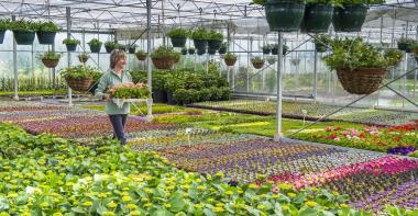 Une pépinière avec des plantes et des fleurs