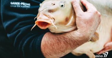 rempoissonnement canal du Loing